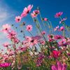 samikhan_529