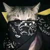 lila_oficia01