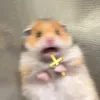 thtriinh0_11