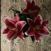 tima_abdo6