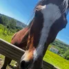 .shantel_loves_horses