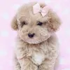 str4wberry_cat_