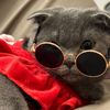 catcool99