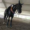 horse.love658