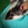 theadventuresofrats