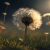dandelion1422