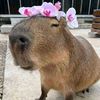 capybara1982