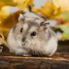 hamstera_moto