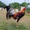 jhonagustine3