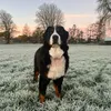 Oban the bernese