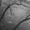 viksis_52