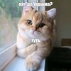 cat.commentator