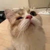 hoa.neko