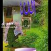 zabibaa22