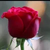 ydudhwzvgne