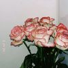 abdullayeva_206