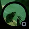 cat_on_a_quacc