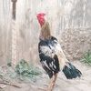 zalim.bcha9