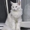 White Maine Coon