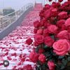 user8299886735193