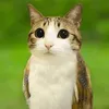 meowldogeau