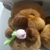 everyonefavorite_monkey