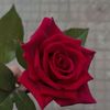 .queen7467
