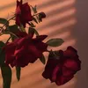 _xxaliii