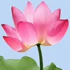 lienhao7