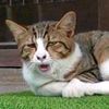 hitamanisni
