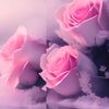 .reem701