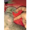 vairl_23