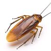 am_icockroach