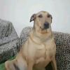 skibidimuncher69