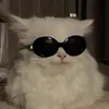 cats4life2460