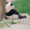 sleepingpanda8
