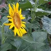 hoahuongduong_123_123
