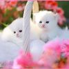usershakil11445