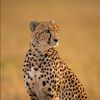 pinkcheetah111