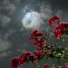 ahmet.avde