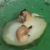 giant_african_snail_nd