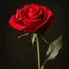 rose755678