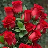 maha.abdalhamed