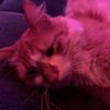 sosillycooper