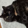dailykugel