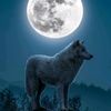 noor.abdullah336
