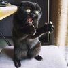 kucing.hitam9292