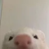 mhnnis_