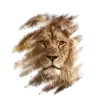 ccaaqil13