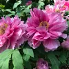 phng.kim.cng1